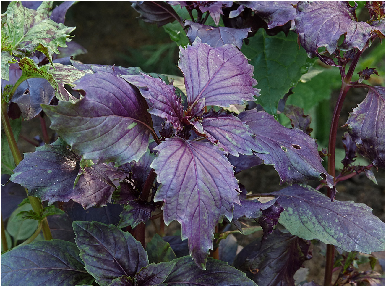 Image of Ocimum basilicum specimen.