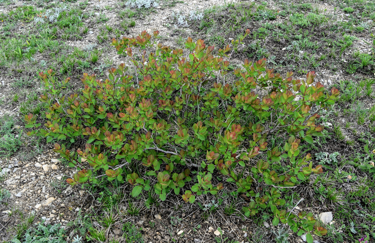 Изображение особи Cotinus coggygria.