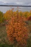 Sorbus aucuparia. Растение с листвой в осенней окраске. Костромская обл., Галичский р-н, г. Галич, вершина холма Балчуг. 4 октября 2021 г.