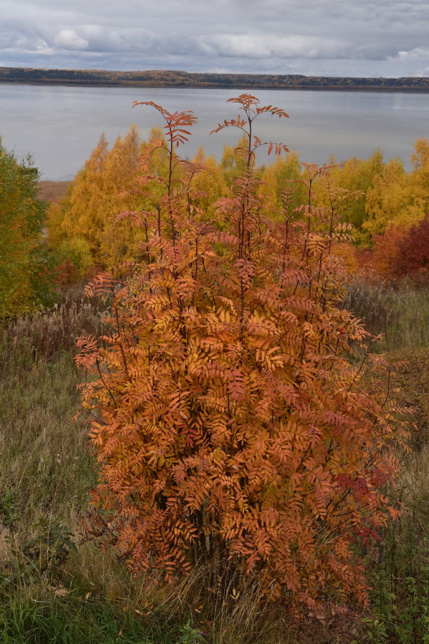 Image of Sorbus aucuparia specimen.