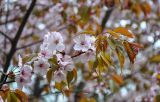 Prunus serrulata. Верхушка ветви с соцветиями. Москва, ботанический сад МГУ \"Аптекарский огород\", в культуре. 04.05.2021.