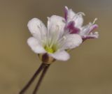 Gypsophila perfoliata. Цветки. Крым, Черноморский р-н, с. Межводное, песчаный берег моря. 06.08.2022.