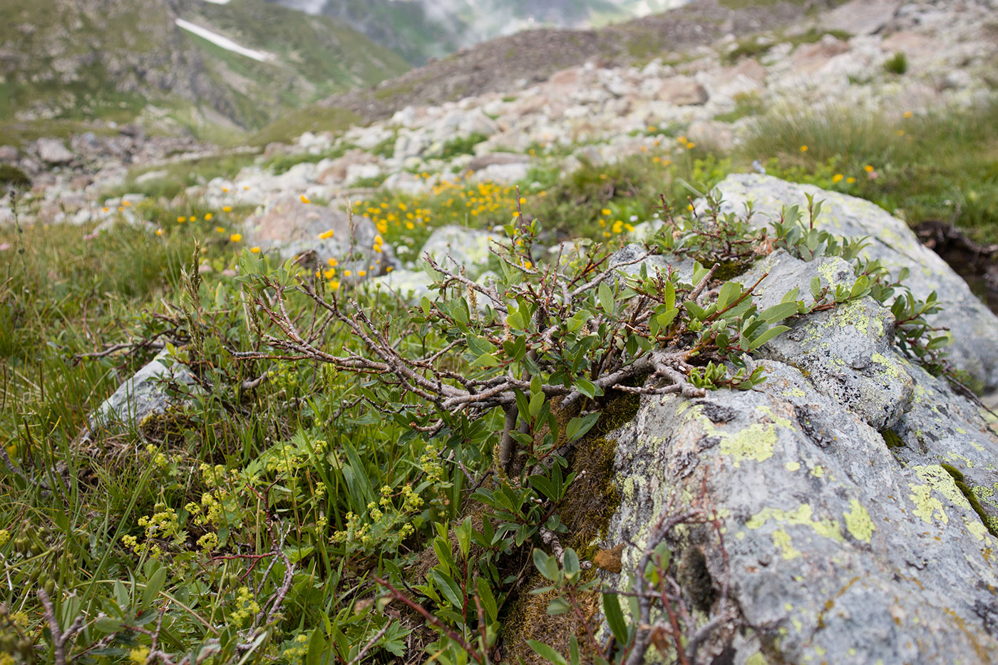 Image of Salix caucasica specimen.