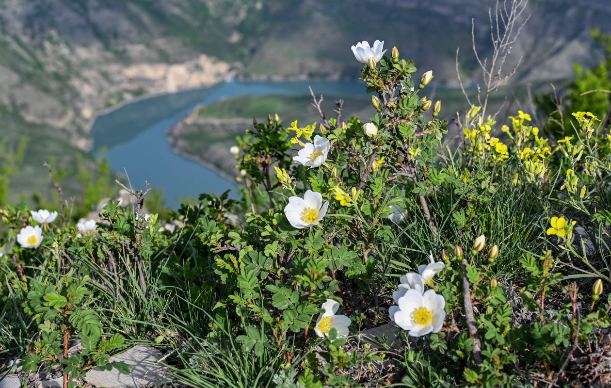 Image of genus Rosa specimen.