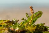 Potamogeton crispus