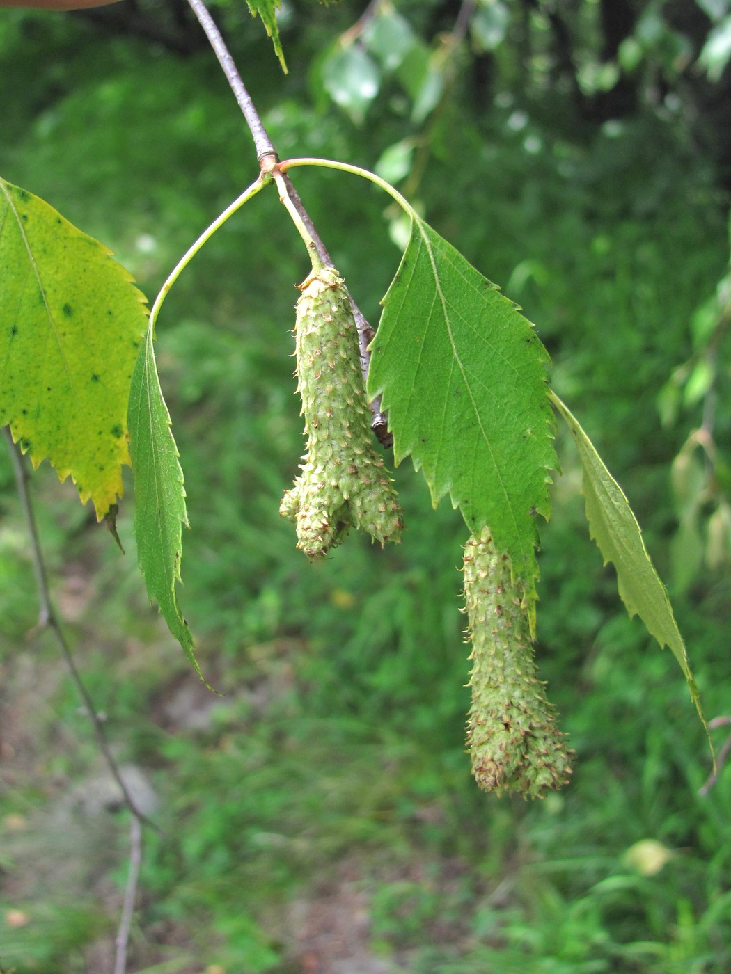 Изображение особи Betula &times; aurata.