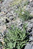 Oberna behen. Цветущее растение. Южный Казахстан, Таласский Алатау, ущелье Коксай, высота 2600 м н.у.м.