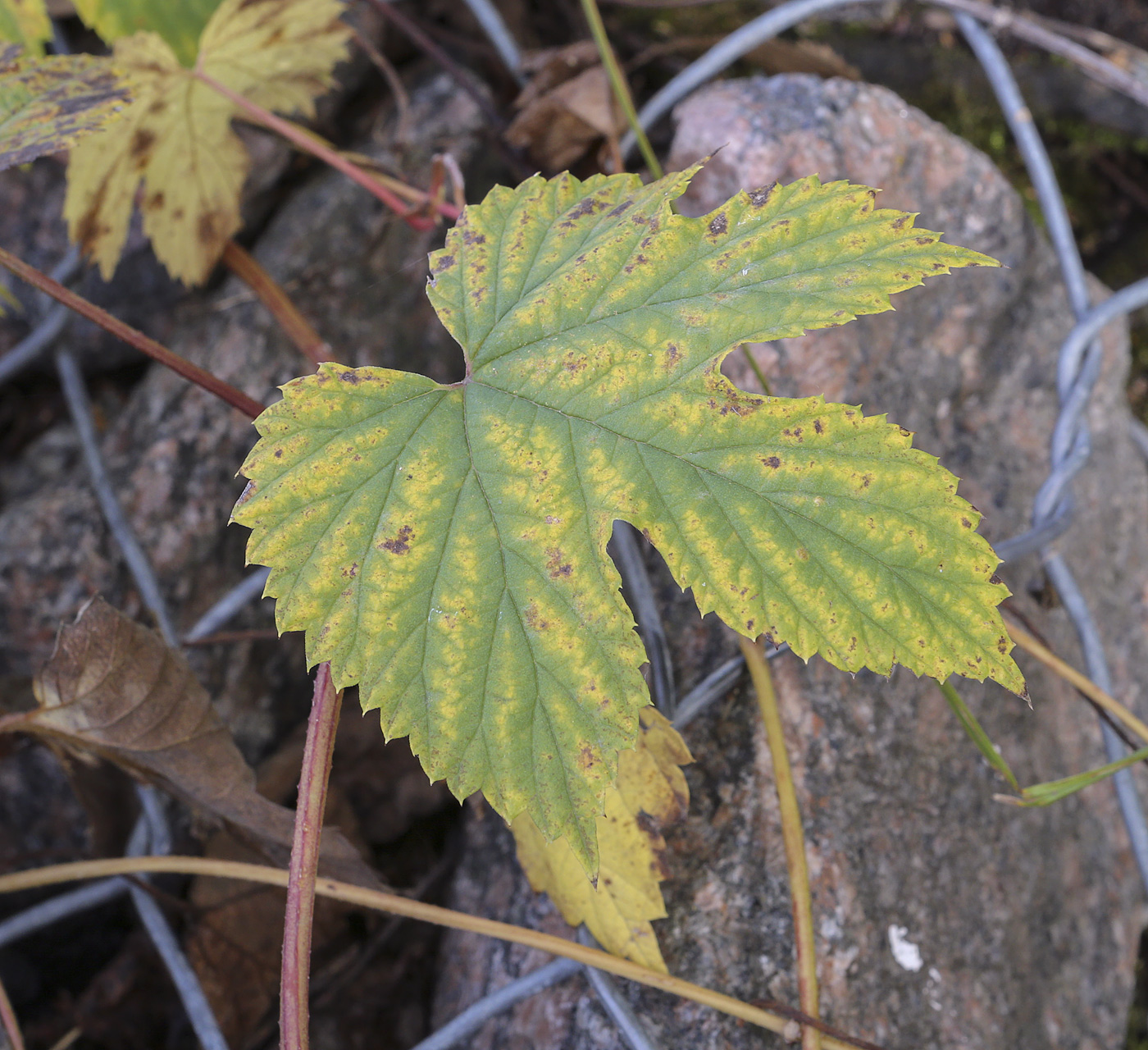 Image of Humulus lupulus specimen.