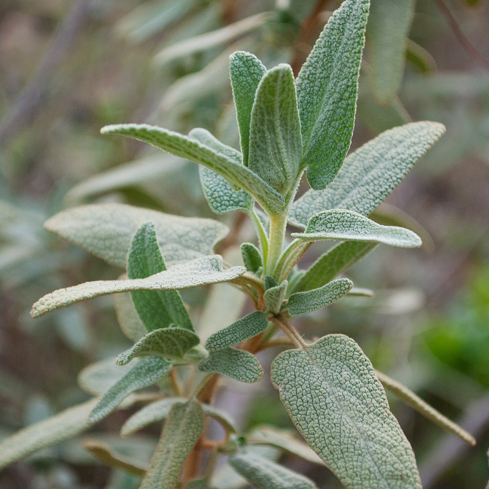 Image of Phlomis lycia specimen.