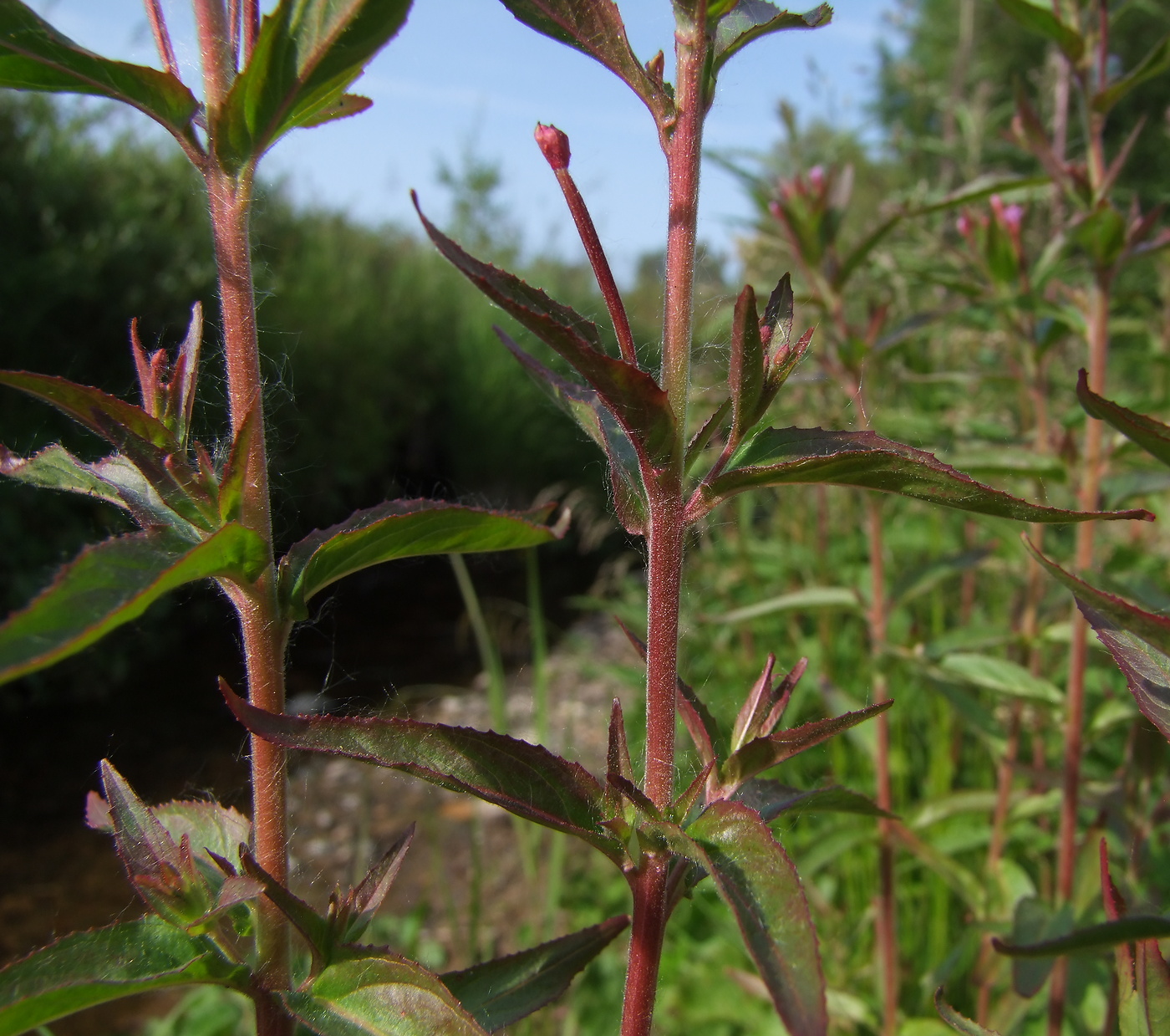 Image of Epilobium glandulosum specimen.