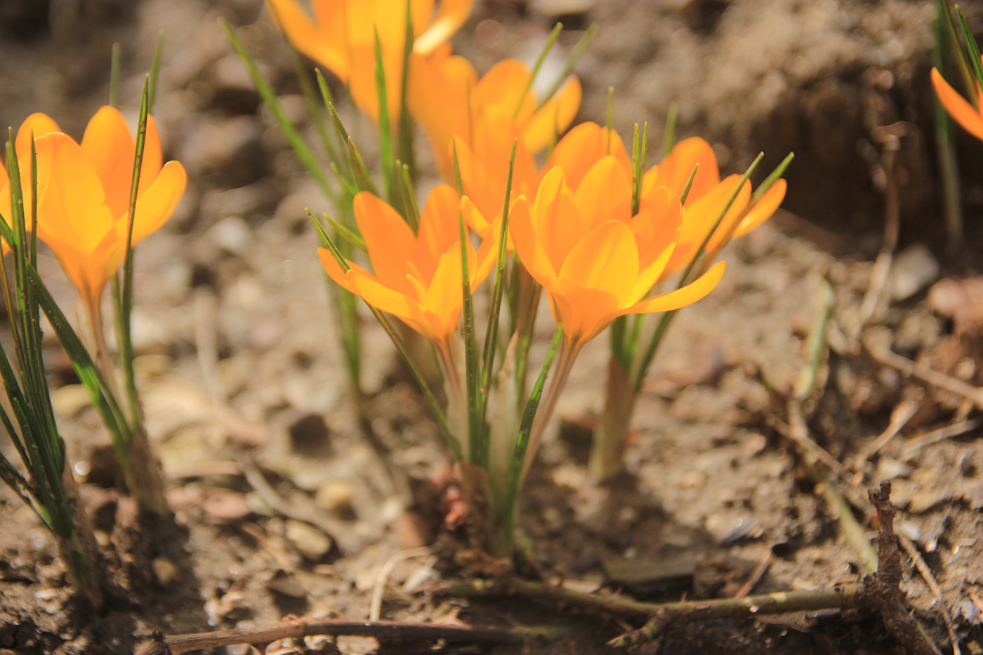 Изображение особи Crocus &times; luteus.