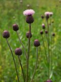 Cirsium setosum. Верхушка расцветающего растения. Магаданская обл., Ольский р-н, окр. Ольского шоссе, заброшенное поле. 19.08.2014.