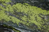 Chrysothrix chlorina