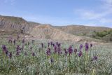 Anacamptis morio ssp. caucasica