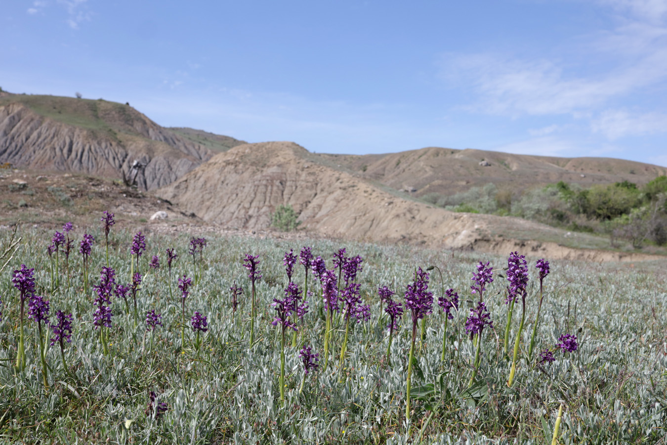 Image of Anacamptis morio ssp. caucasica specimen.