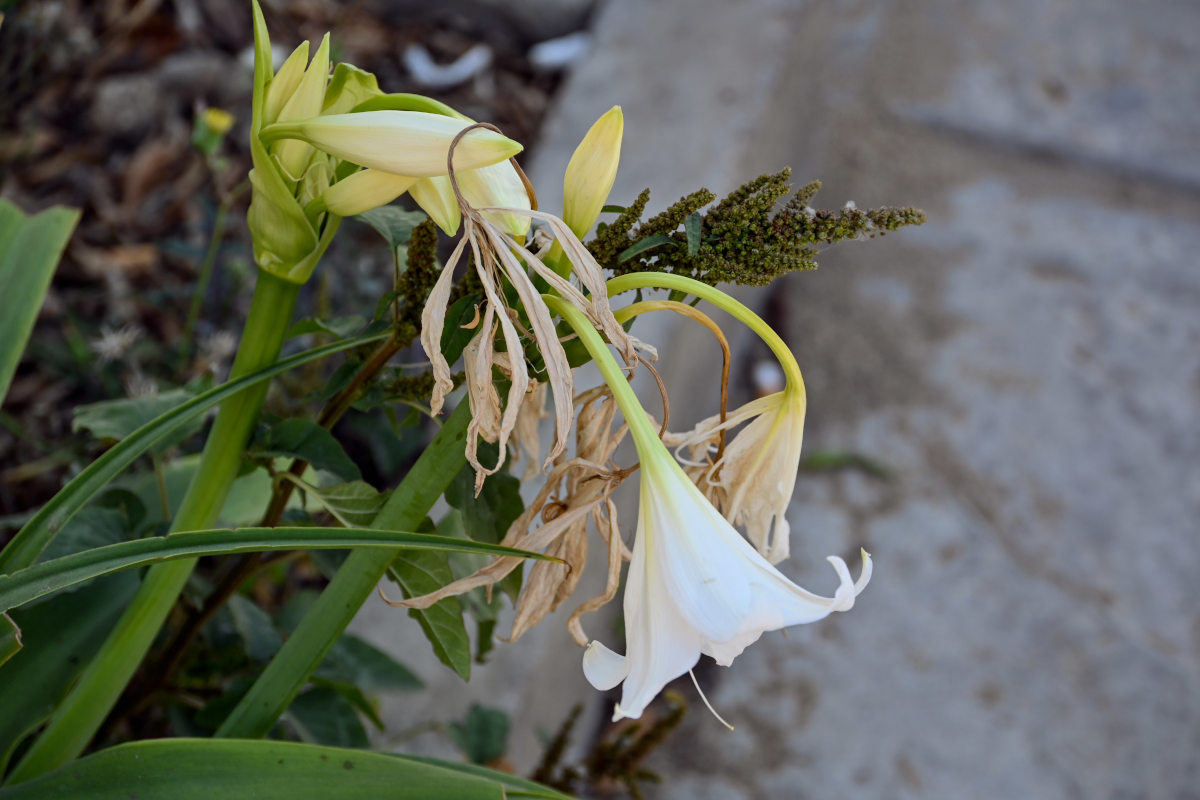 Image of Crinum &times; powellii specimen.