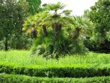 Chamaerops humilis