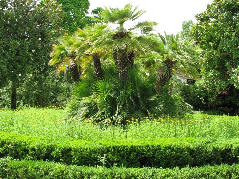 Изображение особи Chamaerops humilis.