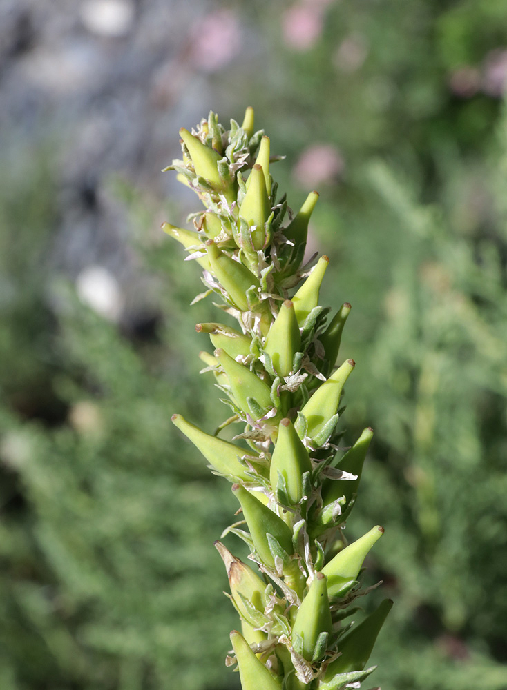 Изображение особи Myricaria bracteata.