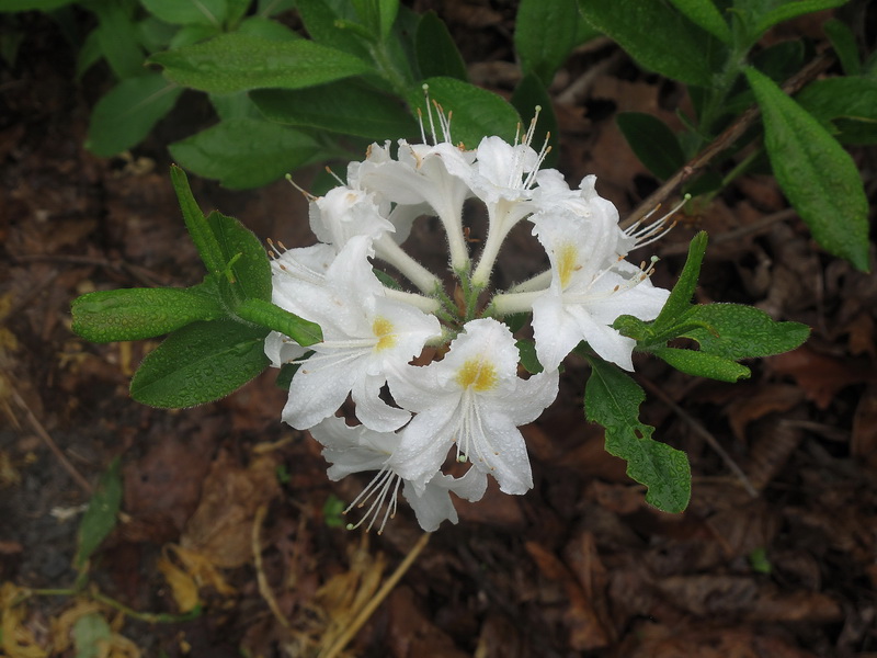 Изображение особи род Rhododendron.