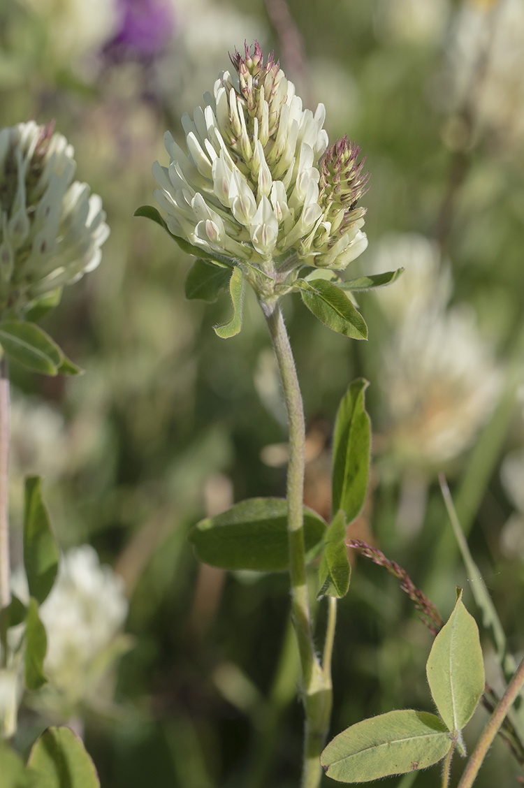 Изображение особи Trifolium canescens.