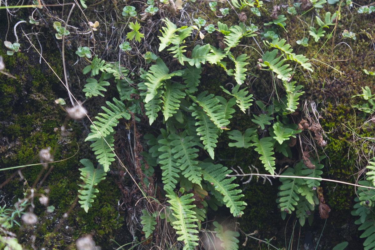 Image of Polypodium vulgare specimen.