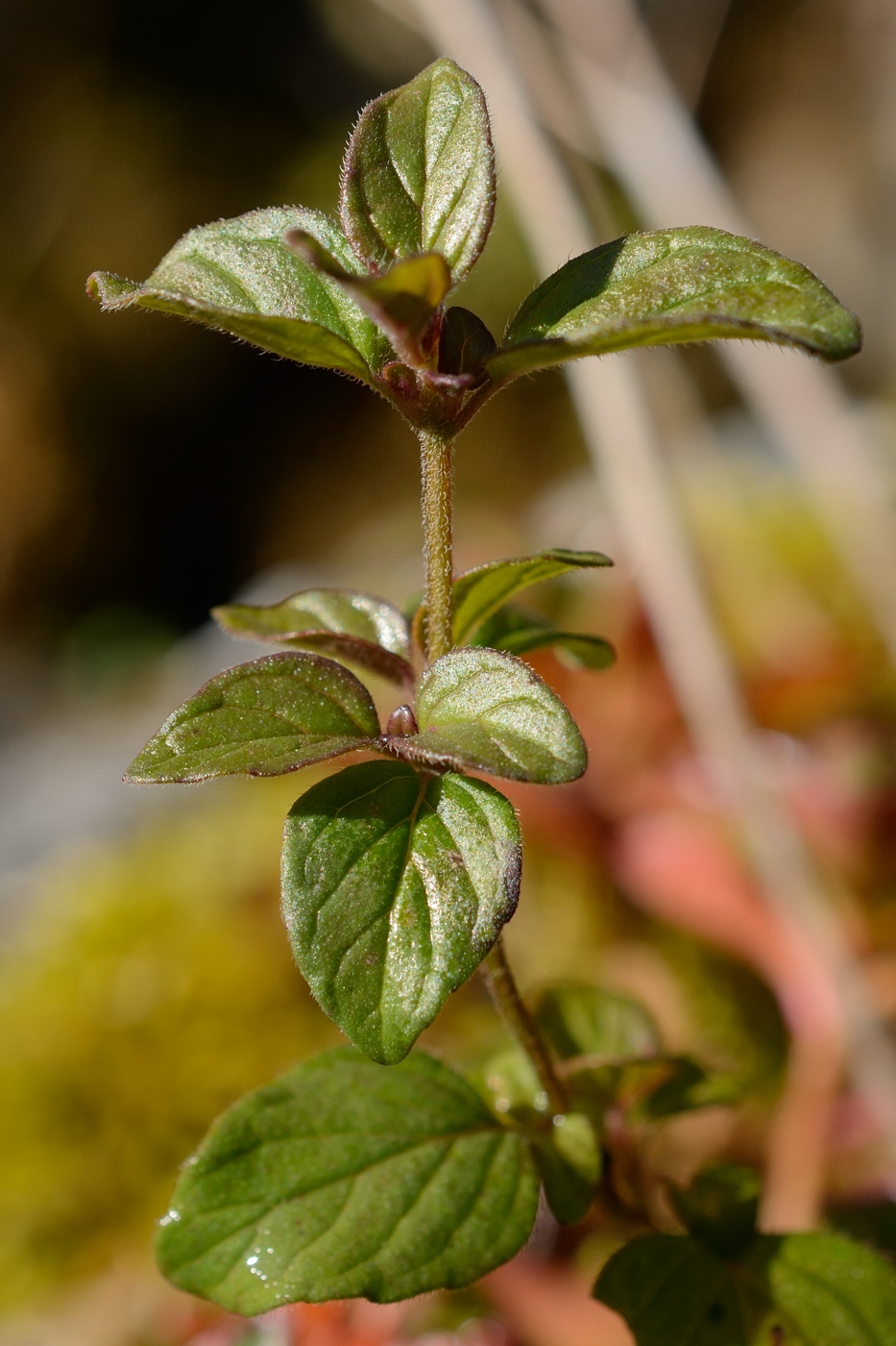 Image of Clinopodium caucasicum specimen.