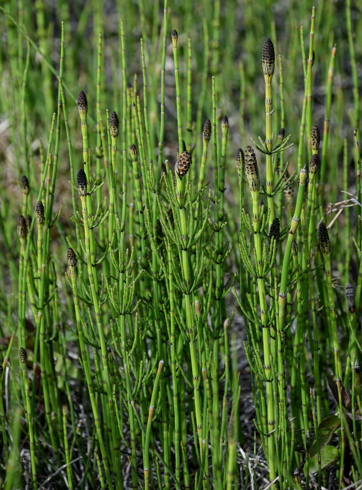 Image of Equisetum fluviatile specimen.