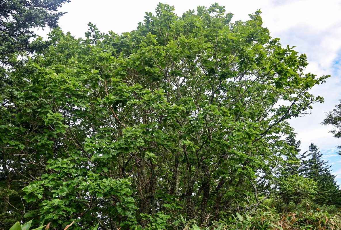 Image of Quercus crispula specimen.