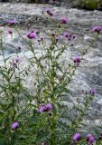 Cirsium uliginosum. Верхушка цветущего и плодоносящего растения. Северная Осетия, Алагирский р-н, окр. пос. Верхний Фиагдон, каменистый берег реки, у воды. 23.07.2022.