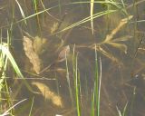 Potamogeton &times; decipiens