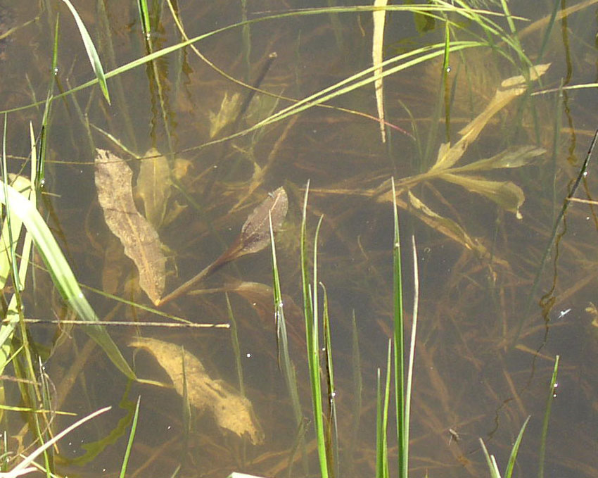 Image of Potamogeton &times; decipiens specimen.