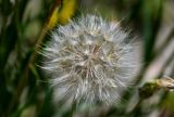 род Tragopogon