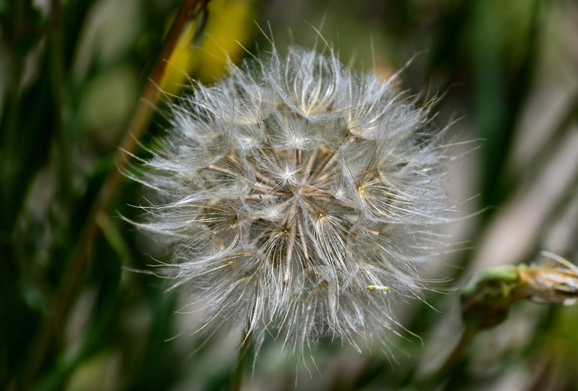 Изображение особи род Tragopogon.