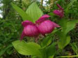 Cypripedium macranthos