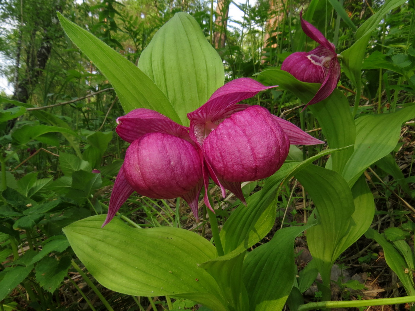 Image of Cypripedium macranthos specimen.