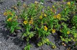 Arnica sachalinensis. Цветущие растения в сообществе с Rubus. Сахалин, Корсаковский гор. округ, гора Бережная, каменистый склон. 25.08.2022.