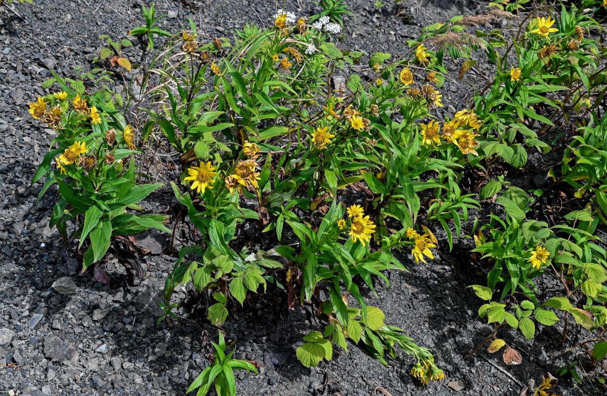 Изображение особи Arnica sachalinensis.