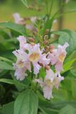 × Chitalpa tashkentensis