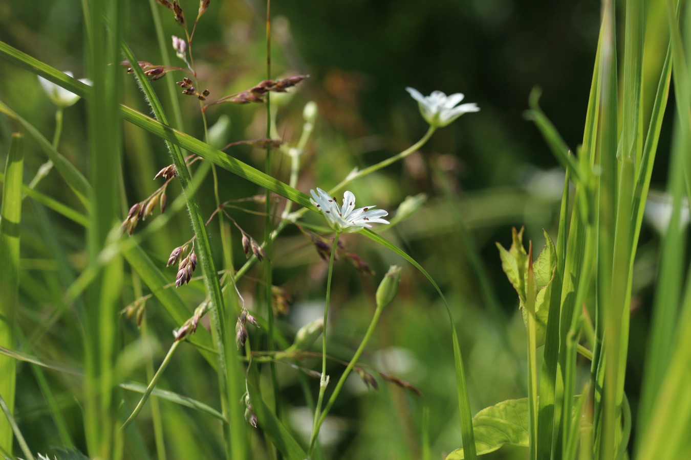 Image of Stellaria palustris specimen.