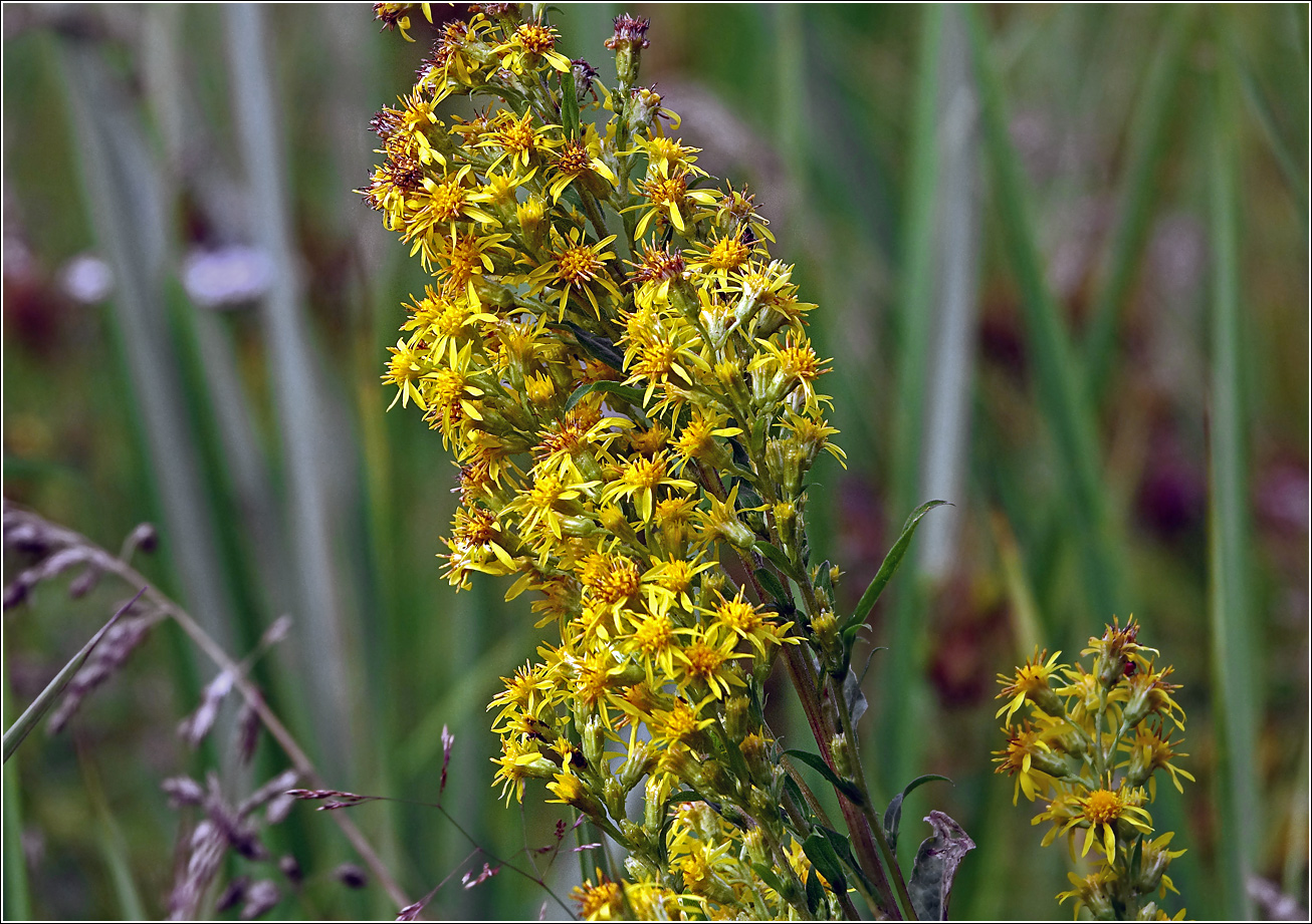 Изображение особи Solidago virgaurea.