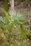 Trachycarpus fortunei