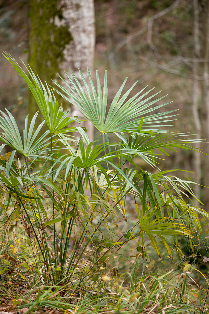 Изображение особи Trachycarpus fortunei.