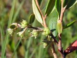 Chamaedaphne calyculata. Часть веточки с незрелыми плодами. Магаданская обл., г. Магадан, окр. мкр-на Автодром, выположенный склон сопки, увлажненный участок. 28.07.2023.