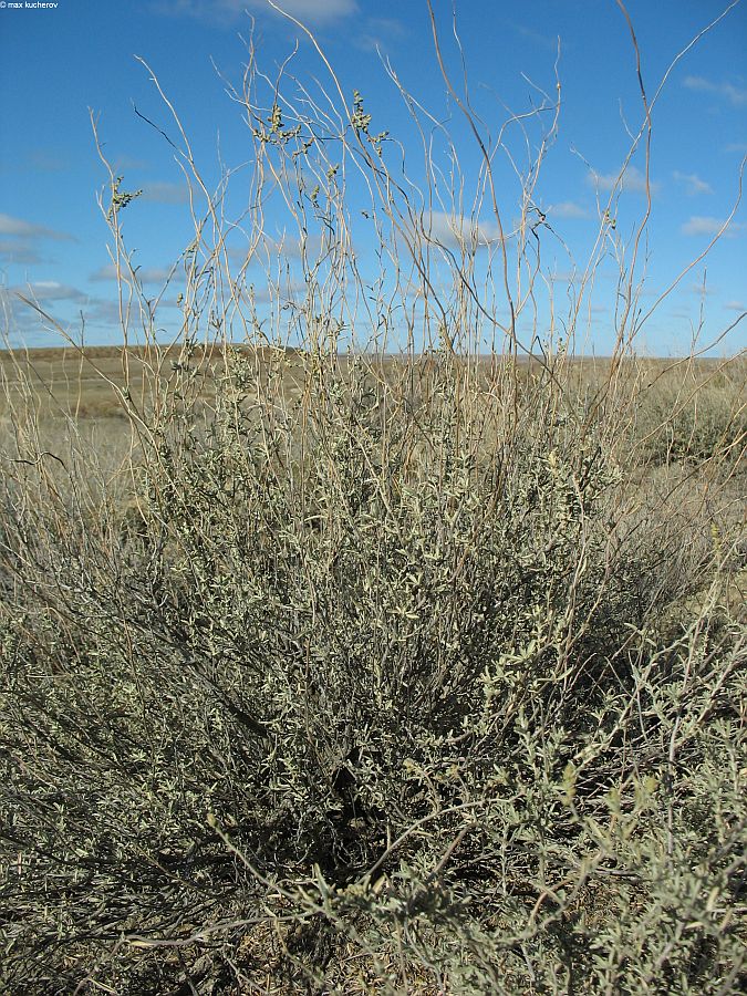 Image of Atriplex cana specimen.