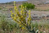 Verbascum speciosum. Верхушка цветущего растения. Армения, обл. Арагацотн, окр. с. Агарак, ≈ 1000 м н.у.м., каменистый участок склона. 20.06.2022.