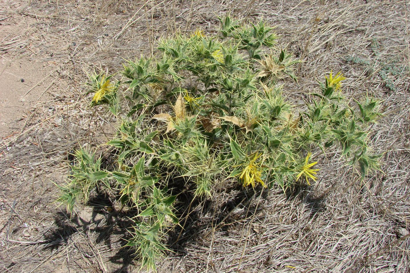 Image of Carthamus oxyacanthus specimen.