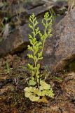 Anogramma leptophylla. Растения на скальном гребне. Крым, Южный берег, гора Кастель. 02.04.2024.