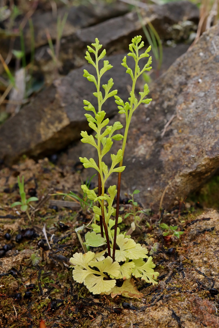 Изображение особи Anogramma leptophylla.