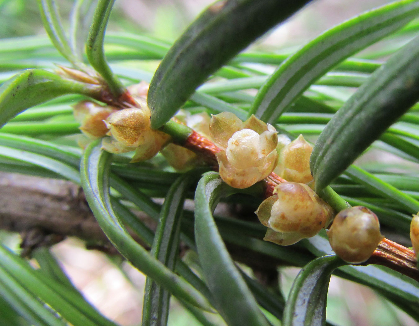 Image of Pseudotaxus chienii specimen.